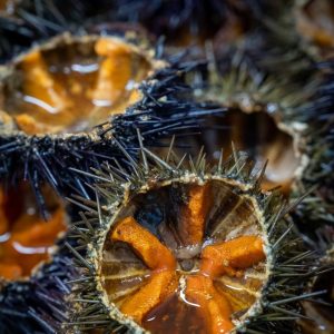 1687446154-portugal_Ericeira_5-Ericeira_Sea-Urchin